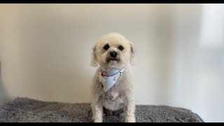 Poodle x Schnauzer Clip | Dog Grooming by Go Fetch Grooming 599 views 10 months ago 17 minutes