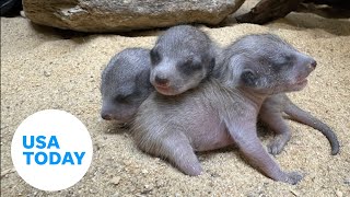 Meet the newest (and most adorable) meerkats in the mob | USA TODAY