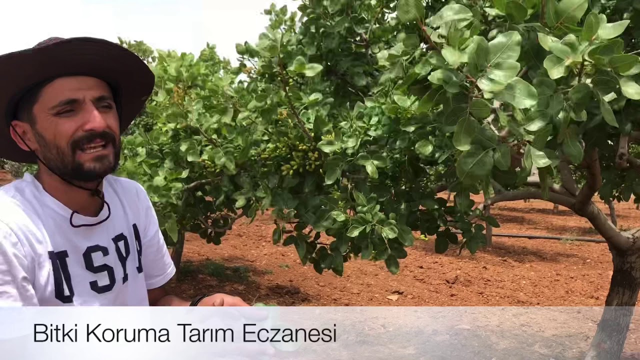 Antepfıstığı Ağaçlarınızın Kurumaması İçin Çözümü Üretik Gerisi Sizde