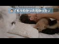 子犬とお布団で寝るようになったら…朝5時からとんでもない起こされ方をされました(笑)