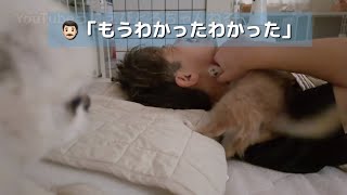 子犬とお布団で寝るようになったら…朝5時からとんでもない起こされ方をされました(笑)