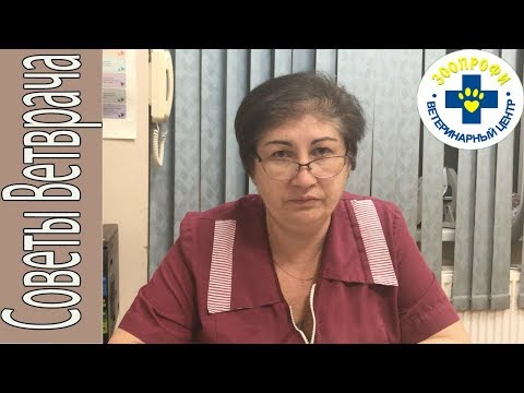 Мочевина и Креатинин в Биохимический Анализ Крови у Собак и Кошек
