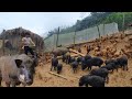 A year Build a life in the forest raising and training pigs and chickens. Part 1