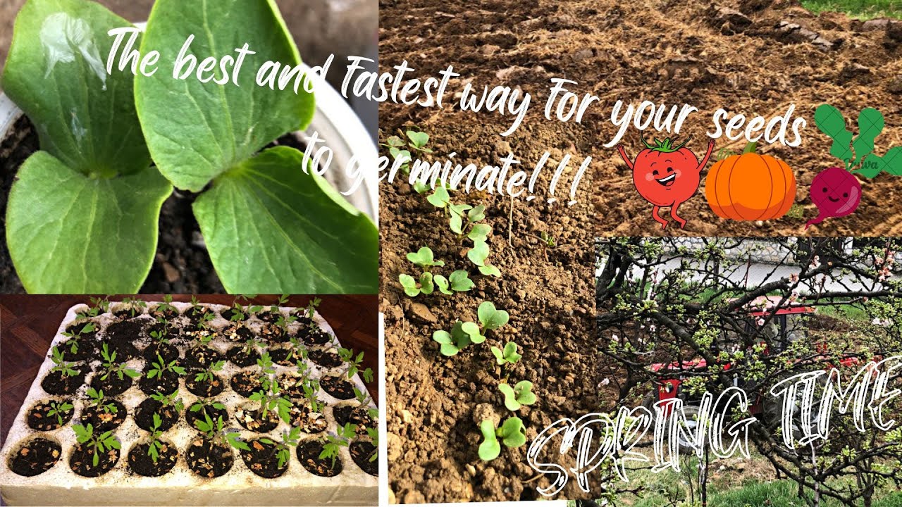How to help your seeds to germinate faster!!! (tomato,squash,okra and