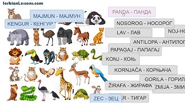 Serbian Lessons - Genitive and Accusative