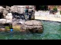 Sea Lion Show at Prospect Park Zoo Brooklyn NY. by Tanya Mart