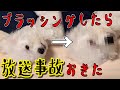 【閲覧注意!!】ブラシ中毒になった犬の末路がこちらです