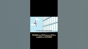 Protect Wildlife Bird : Prevent window collisions! #birdsafety #protectwildlife #decoration