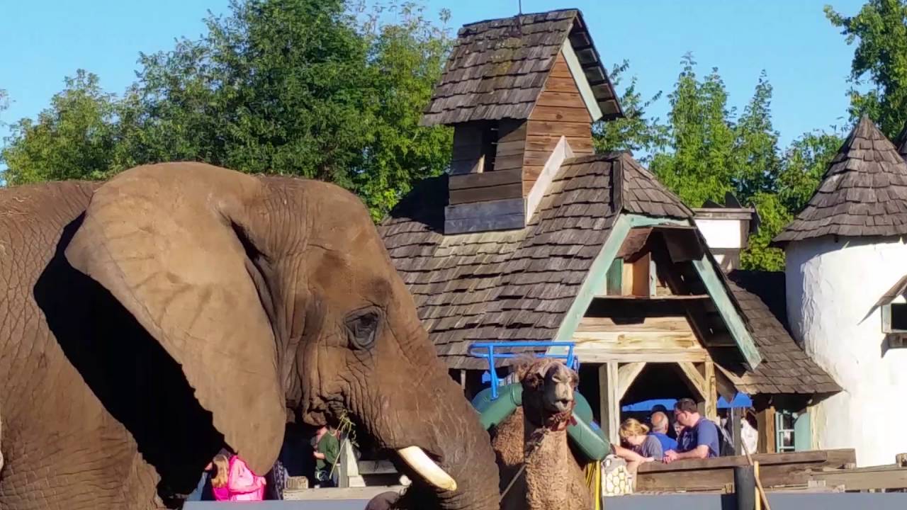 Elephant Rides Renaissance Fair Elephant ride. Renaissance Festival. Sept 2016. - YouTube