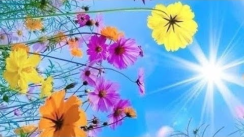 من سورة الرحمن حتى التحريم، الشيخ ماهر المعيقلي