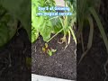 Day 5 of growing my magic carrots #carrots #growingcarrots #plants #gardening #growingcarrots #grow
