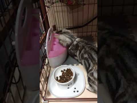 木部泉ブリーダーからお迎えしたマンチカン：小梅ちゃん