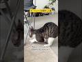 カーペットで爪研ぎした猫のアフレコ #shorts