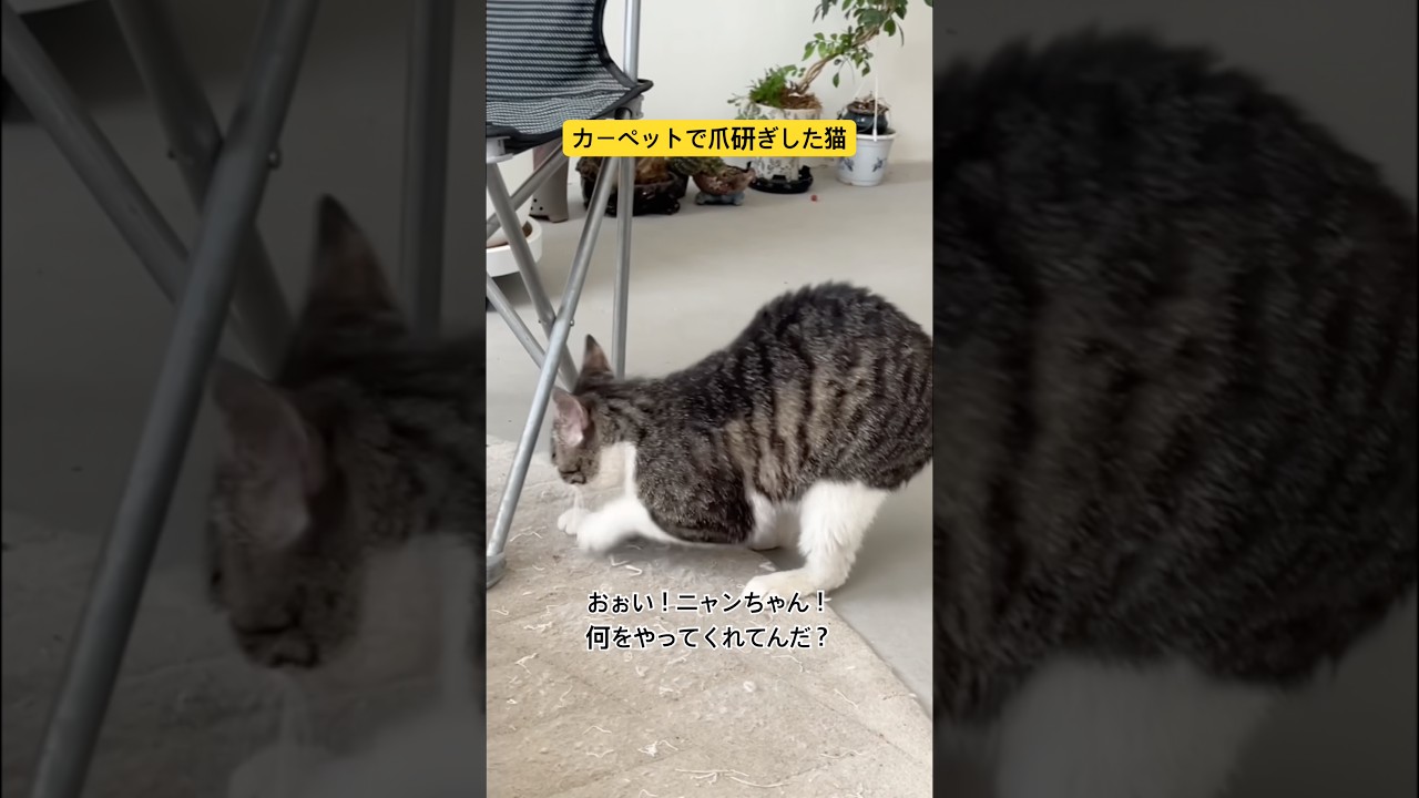 カーペットで爪研ぎした猫のアフレコ #shorts