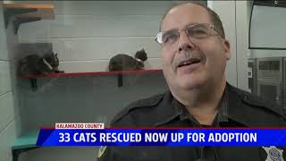 33 Cats Rescued and Ready for Adoption