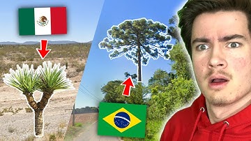 The BEST GeoGuessr Map for Learning Plants (PLAY ALONG)