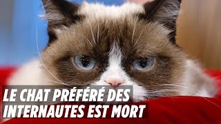 Grumpy Cat Le Chat Prefere Des Internautes Est Mort