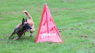 Odin Running Mini Blinds for IGP Protection Obedience