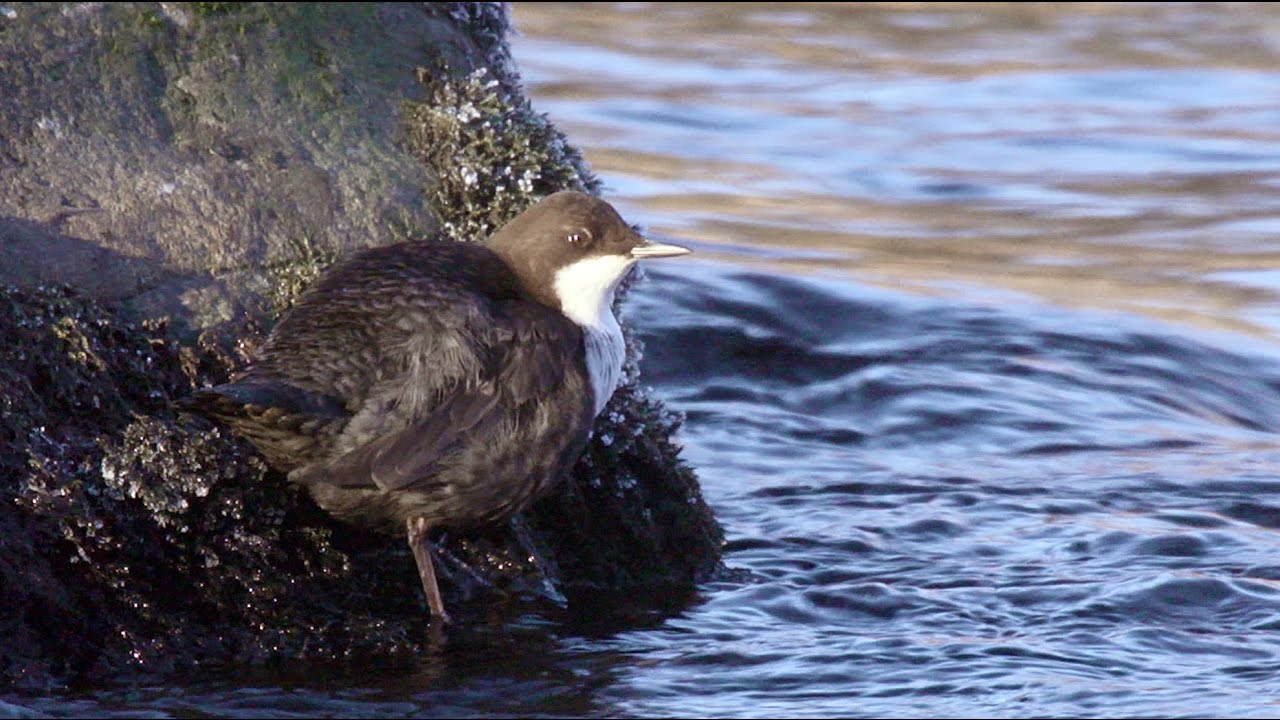 films 2018 Early Morning Dippers