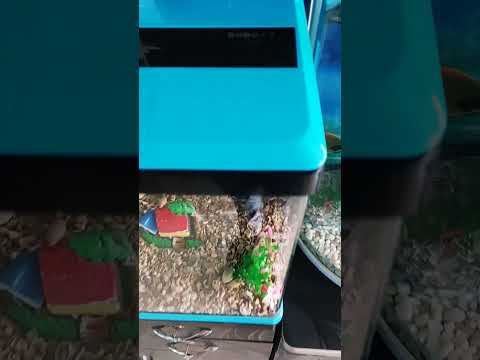 Fish aquarium #shorts #trending #aquarium #fish #viral #fishvideo