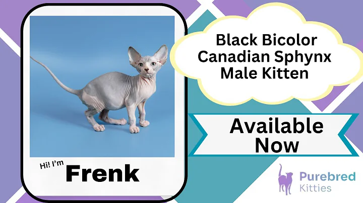 Watch the video about Frenk Black Bicolor Canadian Sphynx Male Kitten Available Now | Purebred Kitties