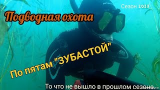 Подводная охота. По пятам зубастой.