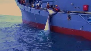 Graphic Australian video of Japanese whaling released