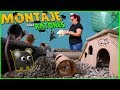 Terrario para Ratones 🐀 Un MONTAJE Divertido 👀 🤪 Ratoncitos 🐹Mascotas para Niños