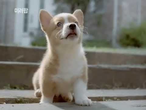 [CF] 한효주, 이제훈 - 삼성카메라 미러팝MV800 사랑을보다(강아지)편 / 15s. 2011