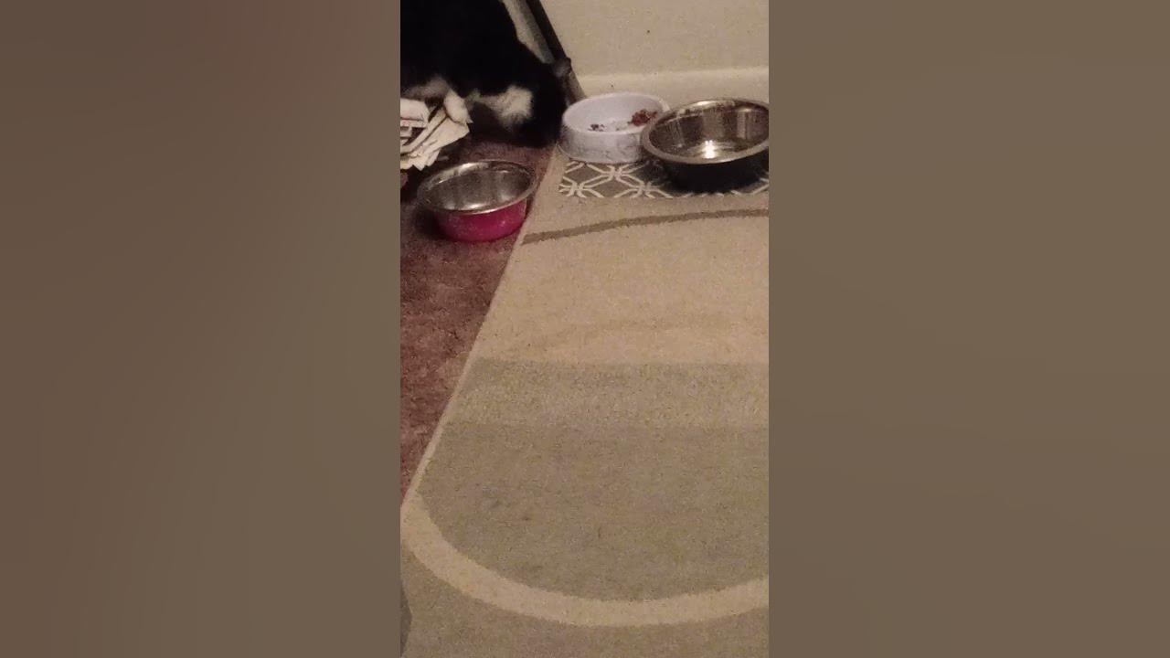 why-is-the-cat-eating-with-her-paw-bro-cat-shorts-viral-funny