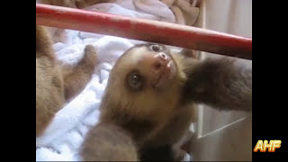 Funny Sloths Climbing And Fail by AwesomeHouseFun ® 41,384 views 10 years ago 3 minutes, 5 seconds