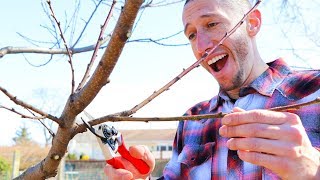 How to Prune a Peach Tree!