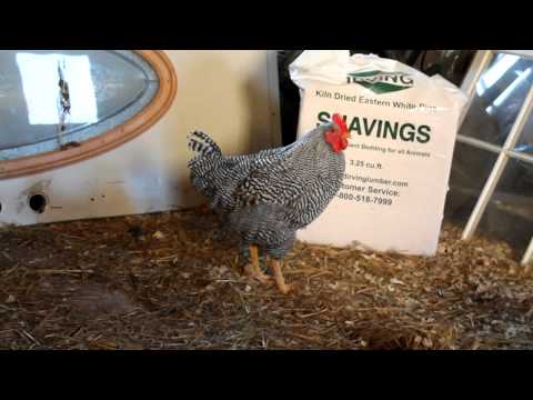 Pathetic Rooster Crow