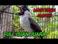 KUTILANG GACOR FULL ISIAN JUARA UNTUK MASTERAN SEMUA KUTILANG 100% IKUT BUNYI