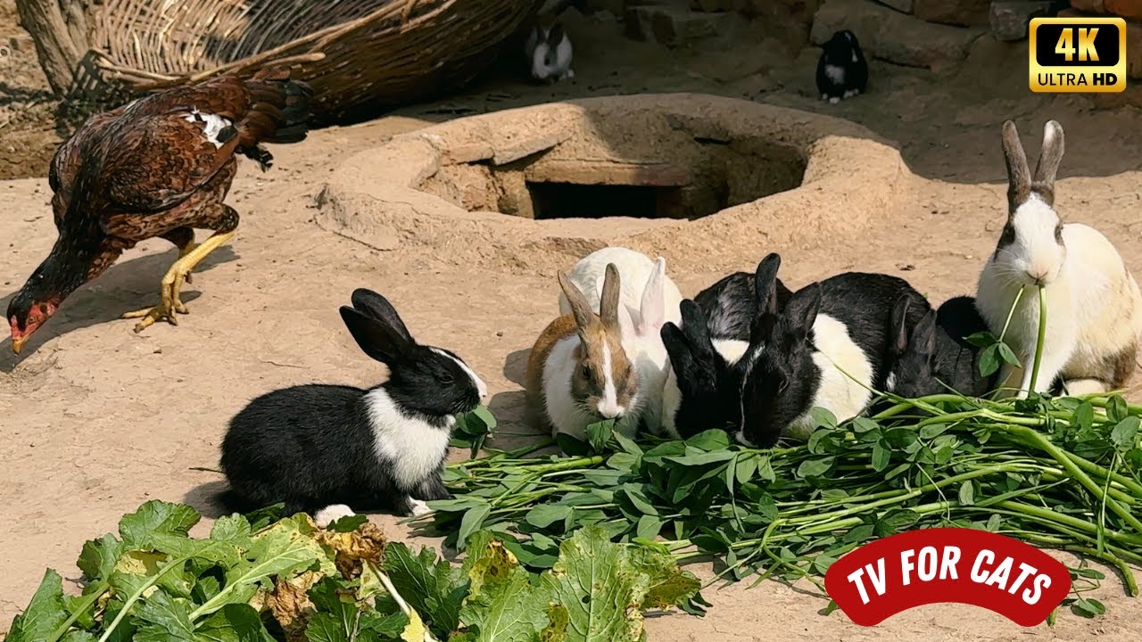 Cat TV for Cats to Watch 😺🐰 Cute Rabbits for Cats 8 Hours 4k UHD ...
