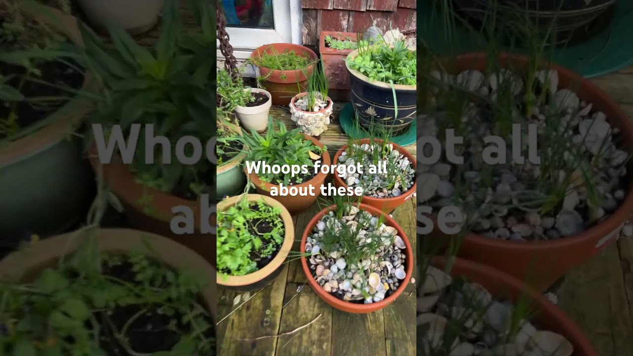 Saffron crocus’s in winter 