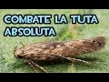 Combate la Tuta Absoluta | Polilla del Tomate | Huerto Ecológico