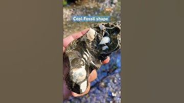 Fossil hunt #fossil #youtubeshorts #fy #shorts #fossils #yp #paleontology #fyp  #geology