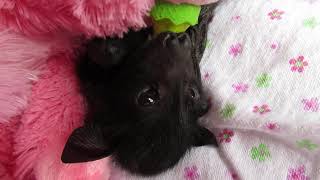 Miss Eden And Her Lost Mum