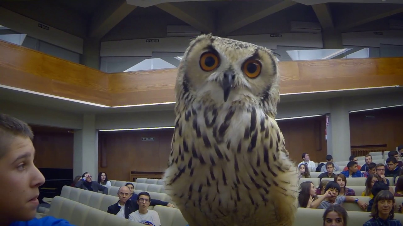 navarra pais vasco Semana de la Ciencia. Universidad de Navarra