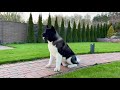 American Akita, KIMI, One year (чик) Ukraine