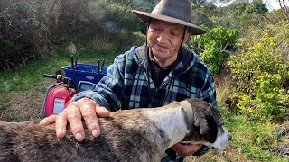 Joshua Kauta - Certified Pig Dog Trainer