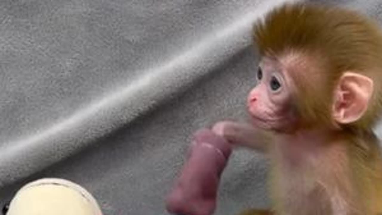 今天给小猴子洗个澡 