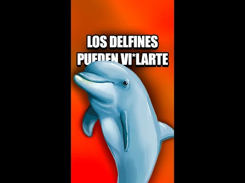 Video: ¿A los delfines les gusta interactuar con los humanos?