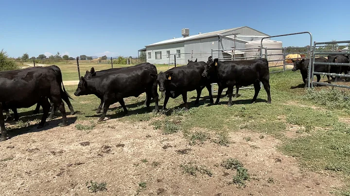 Cooper Heifers