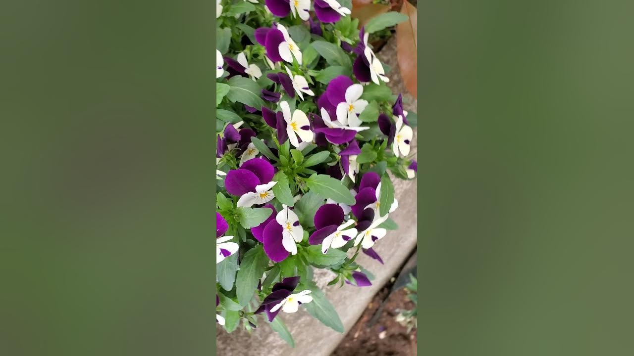 how to grow and care panji and viola flowers during summer - YouTube