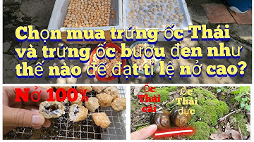 cách chọn mua trứng ốc Thái và ốc bươu đen đạt tỉ lệ nở cao.cách phân biệt ốc Thái đực và cái.