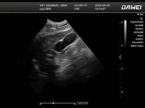 DWanimal Color Doppler ultrasound image of the gallbladder of a cat through the intercostal space
