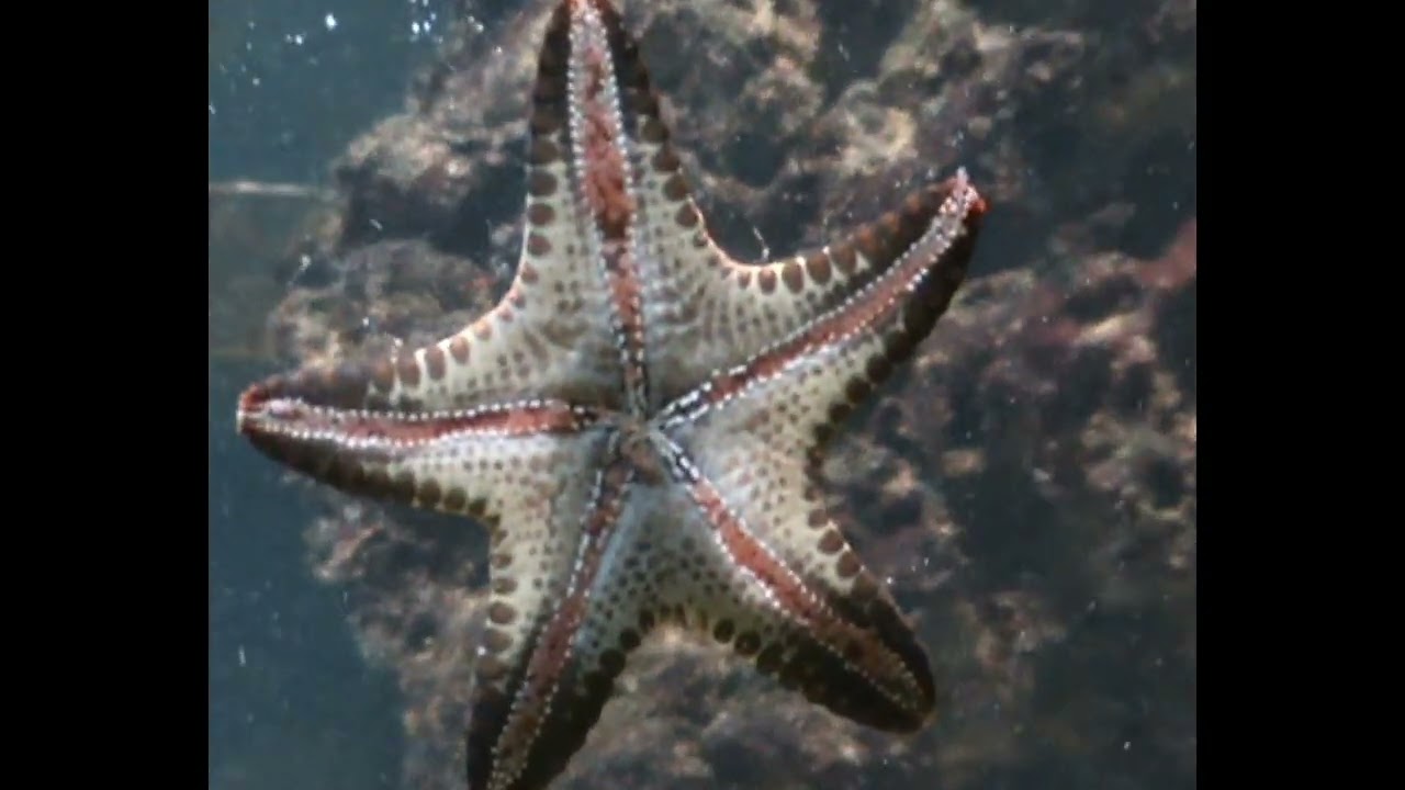 плавучий аквариум  в Запорожье, май 2009