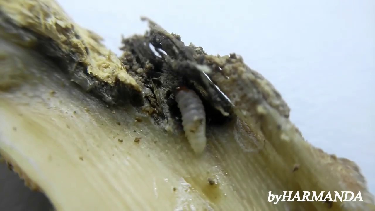 Parazitoid, predatör ve larvalar